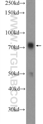 RRN3 Antibody in Western Blot (WB)