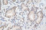 SNW1 Antibody in Immunohistochemistry (Paraffin) (IHC (P))