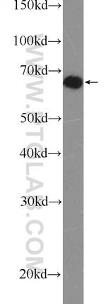 SNW1 Antibody in Western Blot (WB)