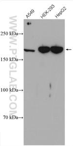 IQGAP3 Antibody in Western Blot (WB)