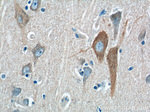 CSF1R Antibody in Immunohistochemistry (Paraffin) (IHC (P))