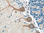 CSF1R Antibody in Immunohistochemistry (Paraffin) (IHC (P))