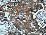 c-SRC Antibody in Immunohistochemistry (Paraffin) (IHC (P))