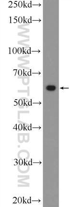 c-SRC Antibody in Western Blot (WB)