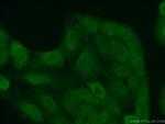 FMN1 Antibody in Immunocytochemistry (ICC/IF)