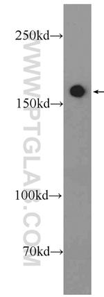 FMN1 Antibody in Western Blot (WB)