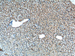 XBP1 Antibody in Immunohistochemistry (Paraffin) (IHC (P))