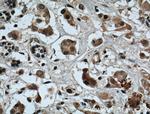 XBP1 Antibody in Immunohistochemistry (Paraffin) (IHC (P))