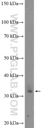 XBP1 Antibody in Western Blot (WB)