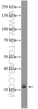 XBP1 Antibody in Western Blot (WB)