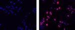 Rat IgG (H+L) Secondary Antibody in Immunocytochemistry (ICC/IF)