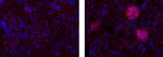 Rat IgG (H+L) Secondary Antibody in Immunohistochemistry (Frozen) (IHC (F))