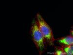 SLIRP Antibody in Immunocytochemistry (ICC/IF)