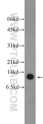 SLIRP Antibody in Western Blot (WB)