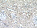 CCDC41 Antibody in Immunohistochemistry (Paraffin) (IHC (P))