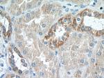 CCDC41 Antibody in Immunohistochemistry (Paraffin) (IHC (P))