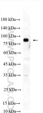 LRRC32 Antibody in Western Blot (WB)