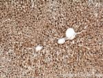 C2orf37 Antibody in Immunohistochemistry (Paraffin) (IHC (P))