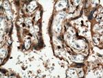 IGSF2 Antibody in Immunohistochemistry (Paraffin) (IHC (P))