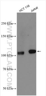 IGSF2 Antibody in Western Blot (WB)