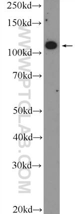 IGSF2 Antibody in Western Blot (WB)