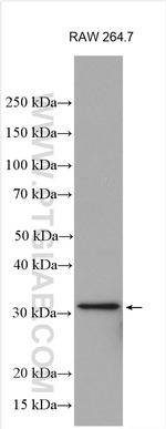 IL-1 beta Antibody in Western Blot (WB)