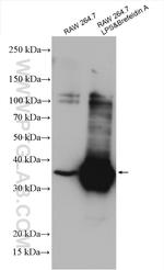 IL-1 beta Antibody in Western Blot (WB)