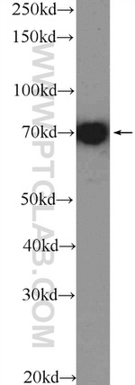 MSN Antibody in Western Blot (WB)