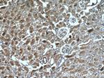 MSN Antibody in Immunohistochemistry (Paraffin) (IHC (P))