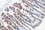 Ezrin Antibody in Immunohistochemistry (Paraffin) (IHC (P))