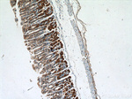 Ezrin Antibody in Immunohistochemistry (Paraffin) (IHC (P))