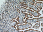 Ezrin Antibody in Immunohistochemistry (Paraffin) (IHC (P))