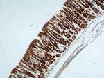 Ezrin Antibody in Immunohistochemistry (Paraffin) (IHC (P))