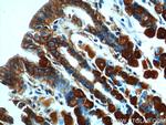 Ezrin Antibody in Immunohistochemistry (Paraffin) (IHC (P))