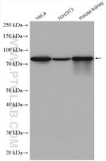 Ezrin Antibody in Western Blot (WB)