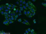 RASIP1 Antibody in Immunocytochemistry (ICC/IF)