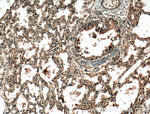 RASIP1 Antibody in Immunohistochemistry (Paraffin) (IHC (P))