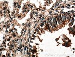 RASIP1 Antibody in Immunohistochemistry (Paraffin) (IHC (P))