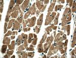 RASIP1 Antibody in Immunohistochemistry (Paraffin) (IHC (P))