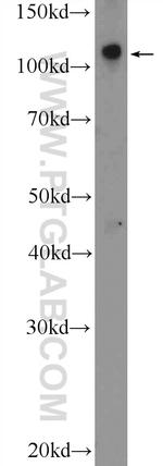 RASIP1 Antibody in Western Blot (WB)