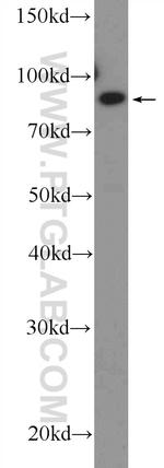 ZC3H11A Antibody in Western Blot (WB)