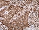 ECE1 Antibody in Immunohistochemistry (Paraffin) (IHC (P))