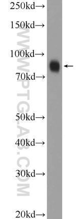 ZNF184 Antibody in Western Blot (WB)