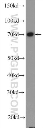 RDX Antibody in Western Blot (WB)