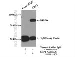 LRP1 Antibody in Immunoprecipitation (IP)