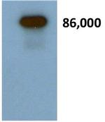 Secretogranin II Antibody in Western Blot (WB)