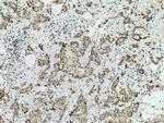 C1orf58 Antibody in Immunohistochemistry (Paraffin) (IHC (P))