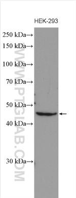 C1orf58 Antibody in Western Blot (WB)