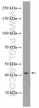 C1orf58 Antibody in Western Blot (WB)
