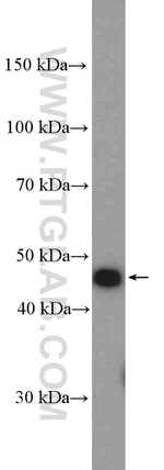 LSM11 Antibody in Western Blot (WB)